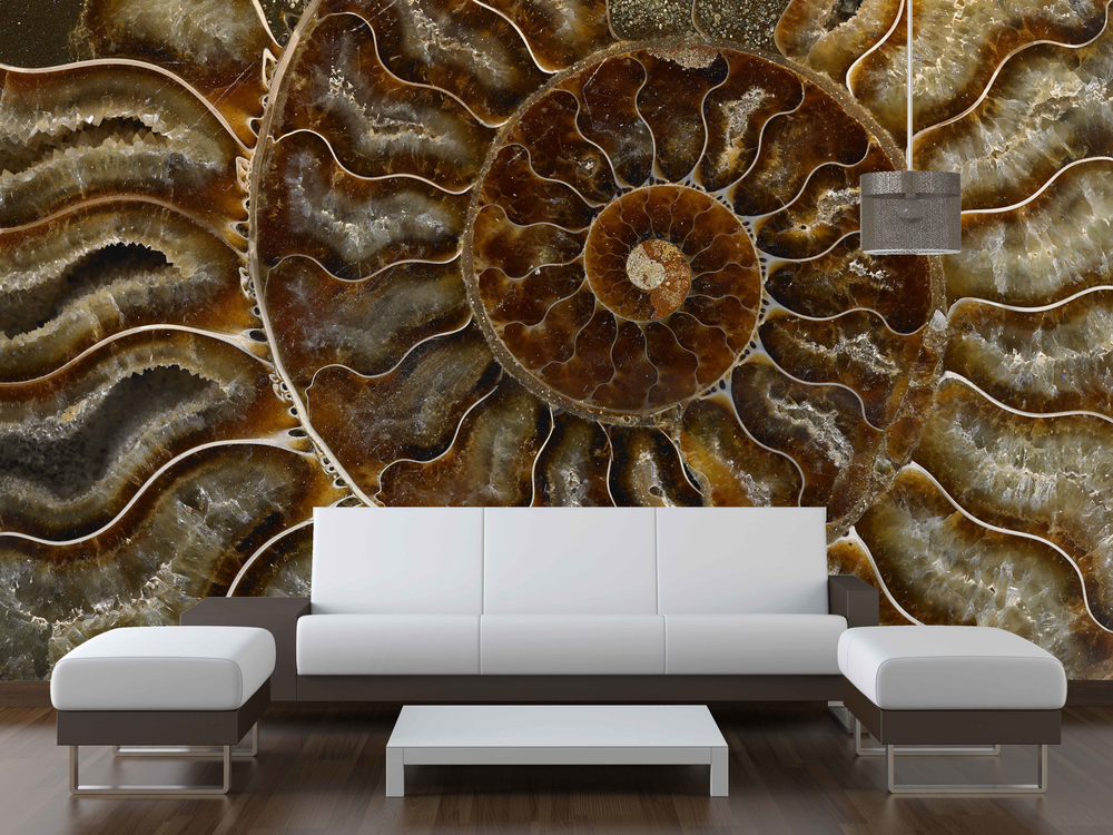Ammonite   white couch